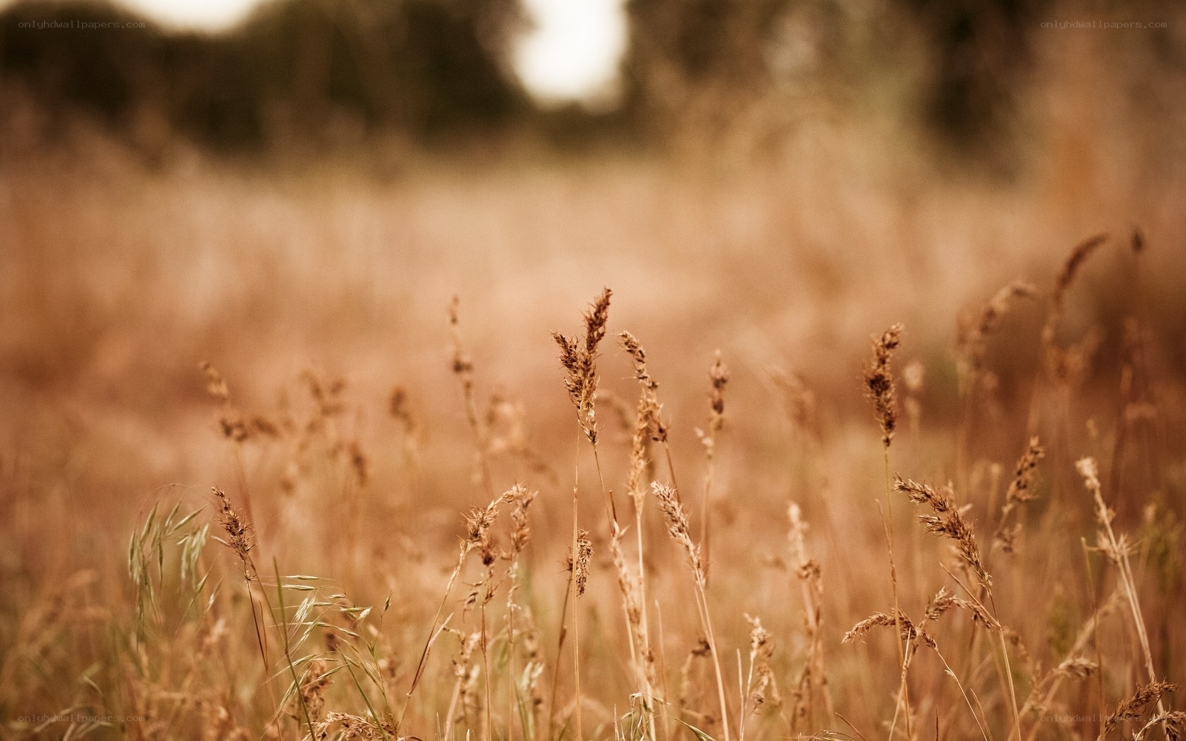 Dry grass in a field