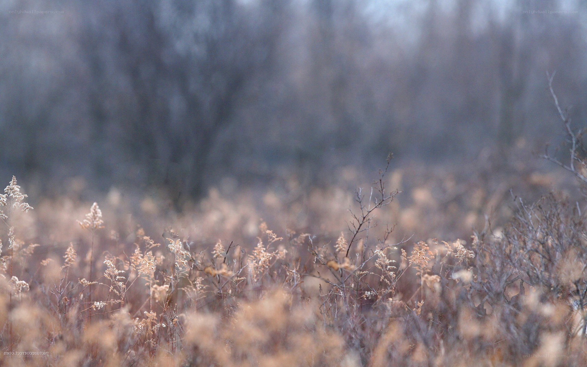 Dry grass in a misty field