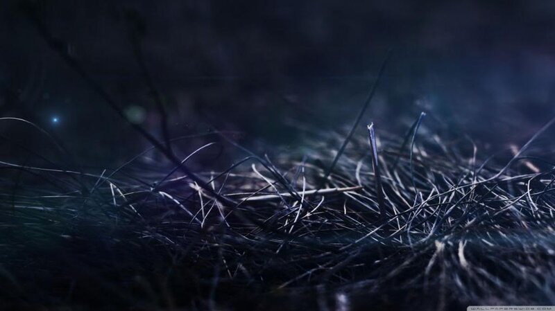 Dry Grass in Dark Light