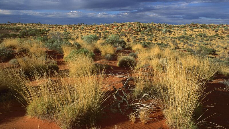 Dry Grass in Desert — Brown