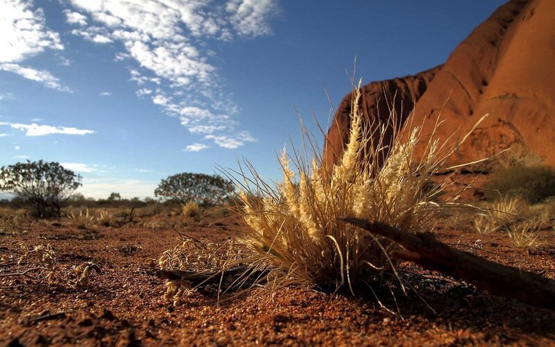 Dry Grass in Desert — Red, Arid