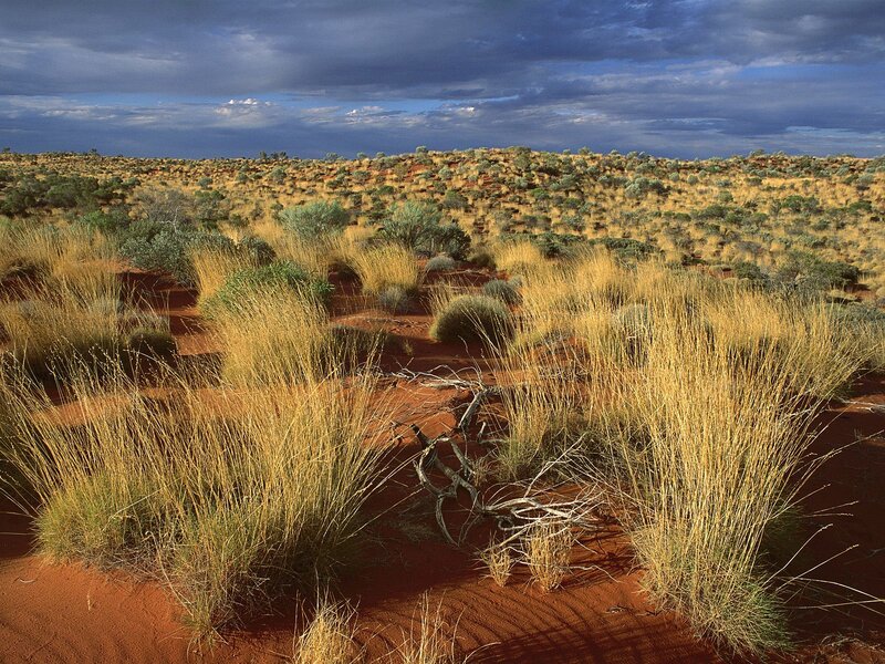 Dry Grass in Desert — Red