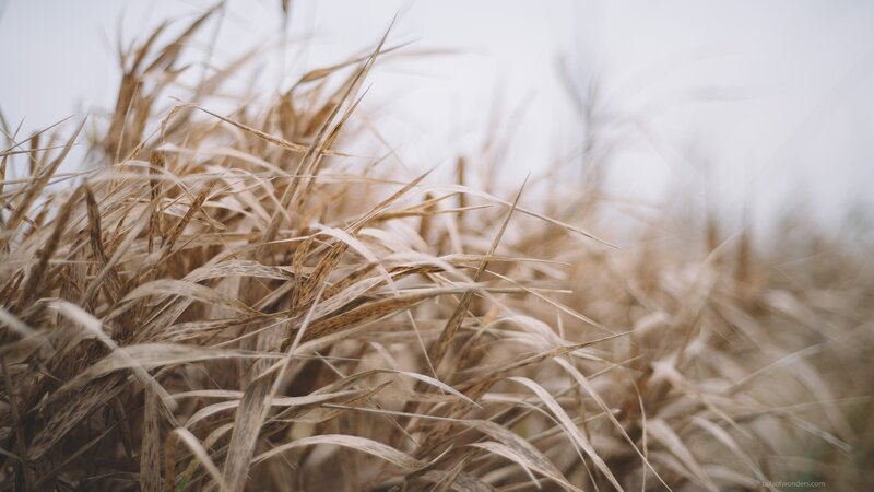 Dry Grass in Field — Brown, Calm
