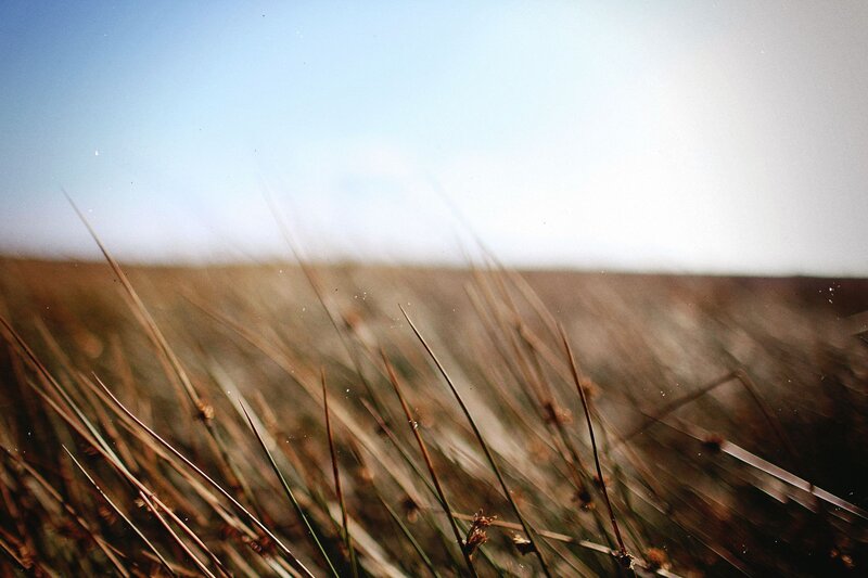 Dry Grass in Field — Brown, Serene, Afternoon