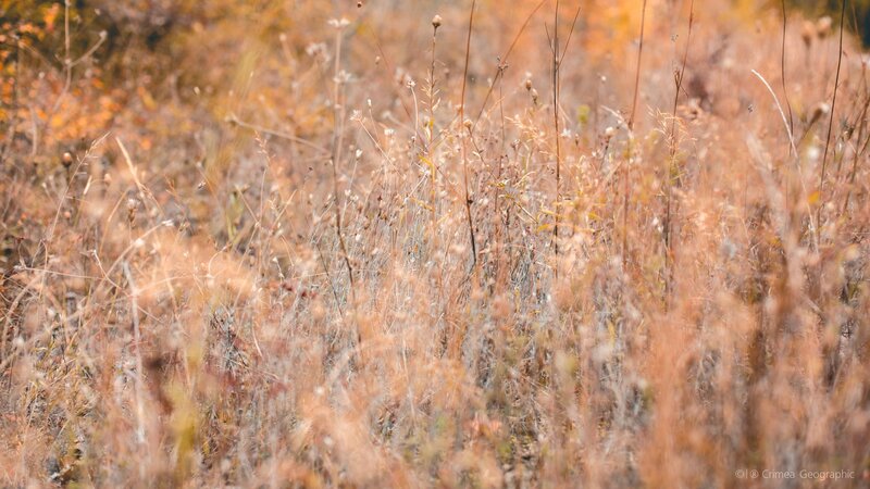 Dry Grass in Field — Brown, Serene, Autumn