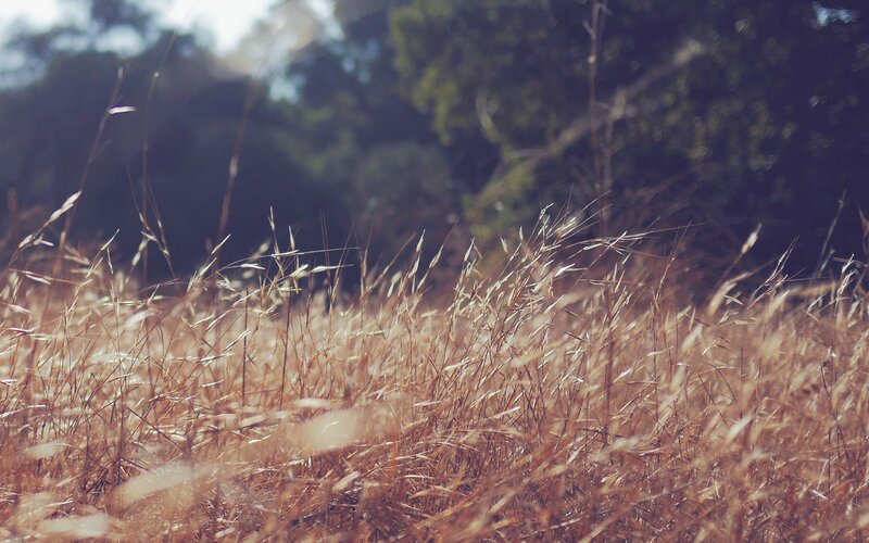 Dry Grass in Field — Brown, Serene