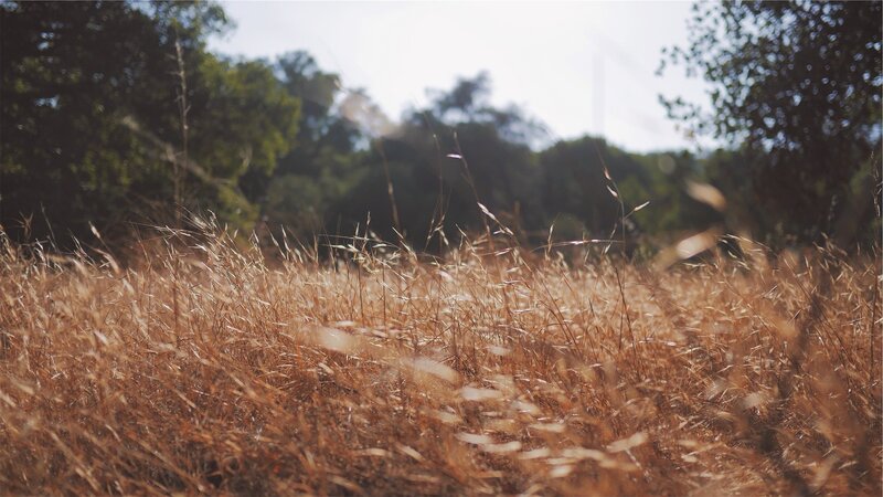 Dry Grass in Field — Brown