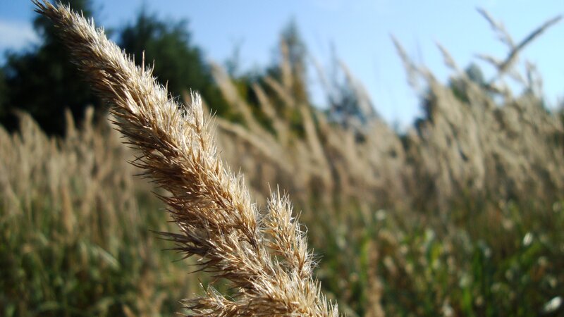 Dry Grass in Field
