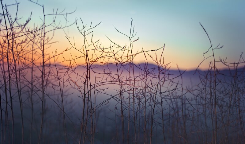 Dry Grass in Foreground