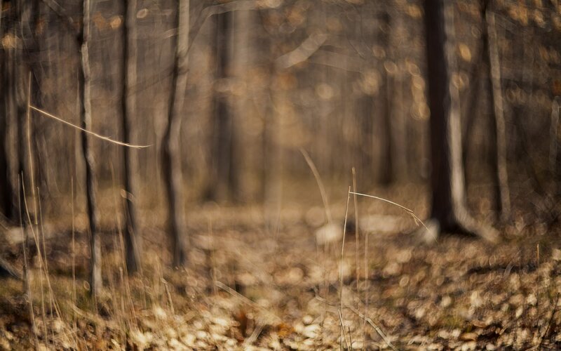 Dry Grass in Forest