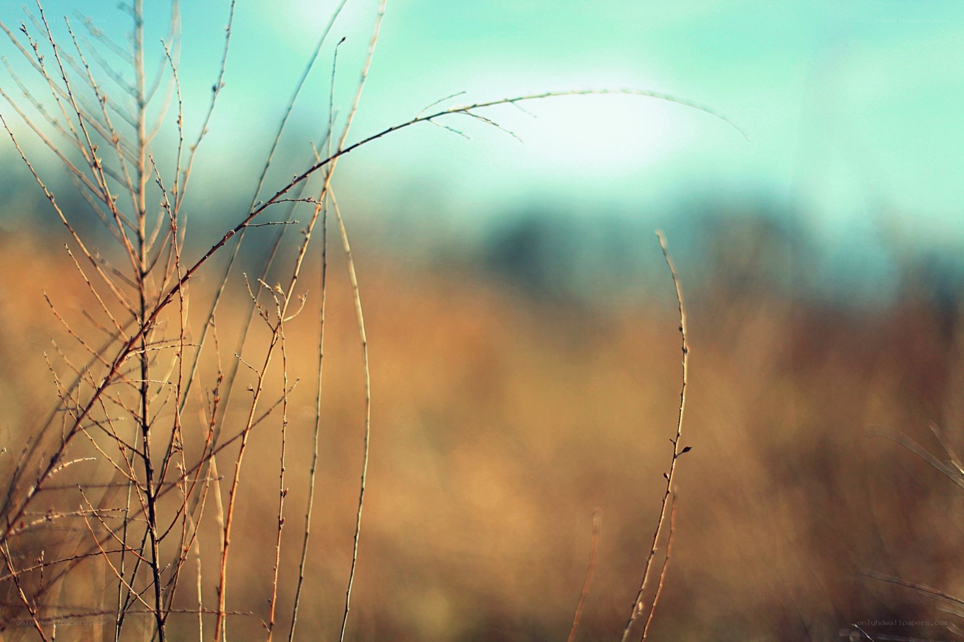 Dry grass in golden light