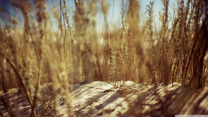 Dry Grass in Sand