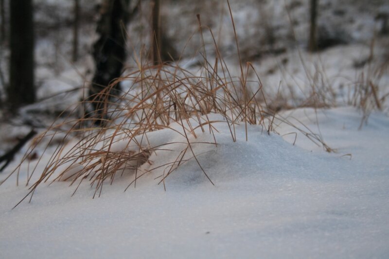 Dry grass in snow