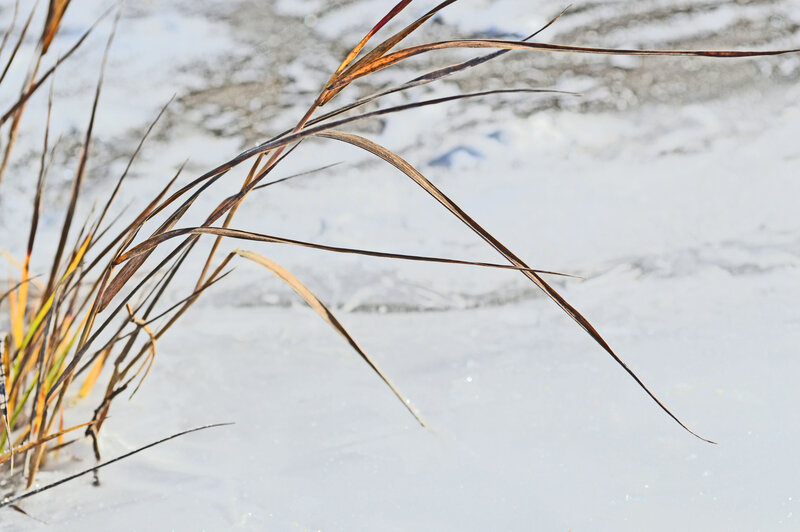 Dry Grass in Snow — White, Calm