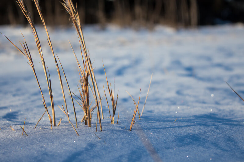 Dry Grass in Snow — White, Serene