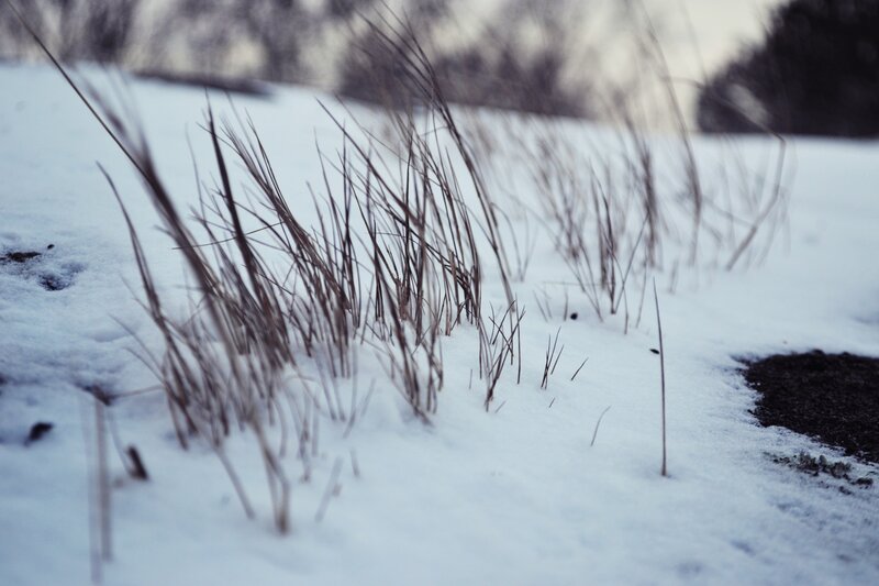 Dry Grass in Snow — White