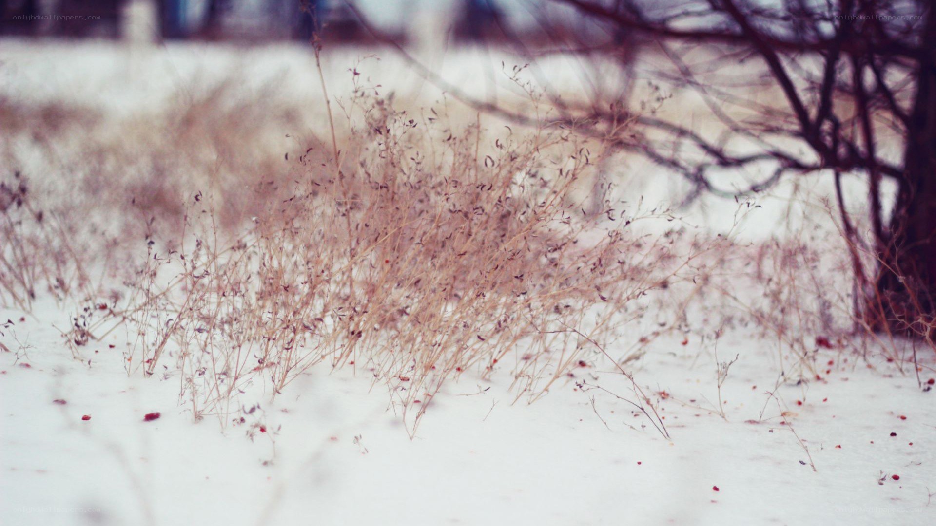 dry grass in snowy field