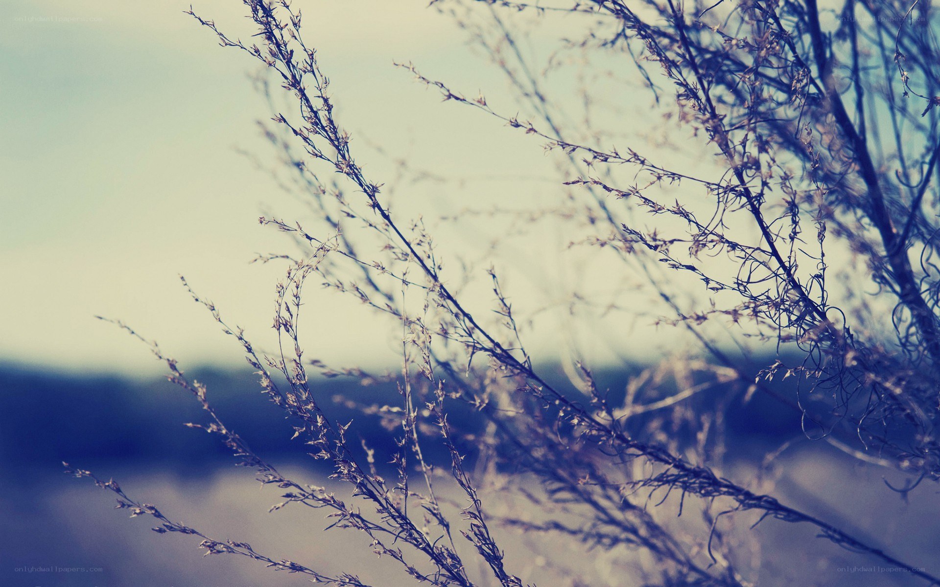 dry grass in soft light
