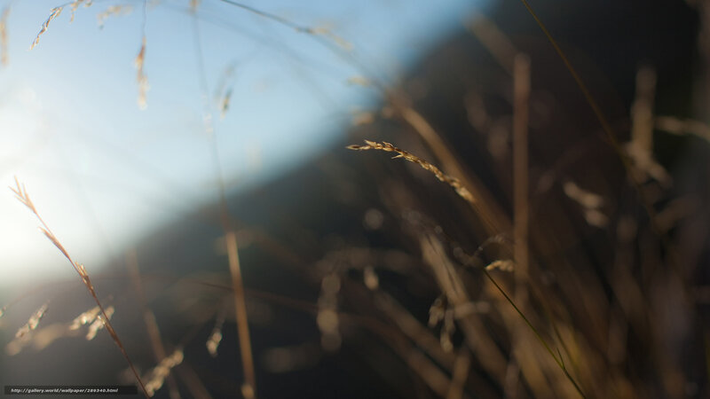 Dry Grass in Sunlight — Blue