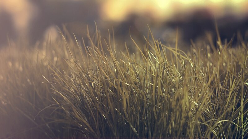 Dry Grass in Sunlight — Brown