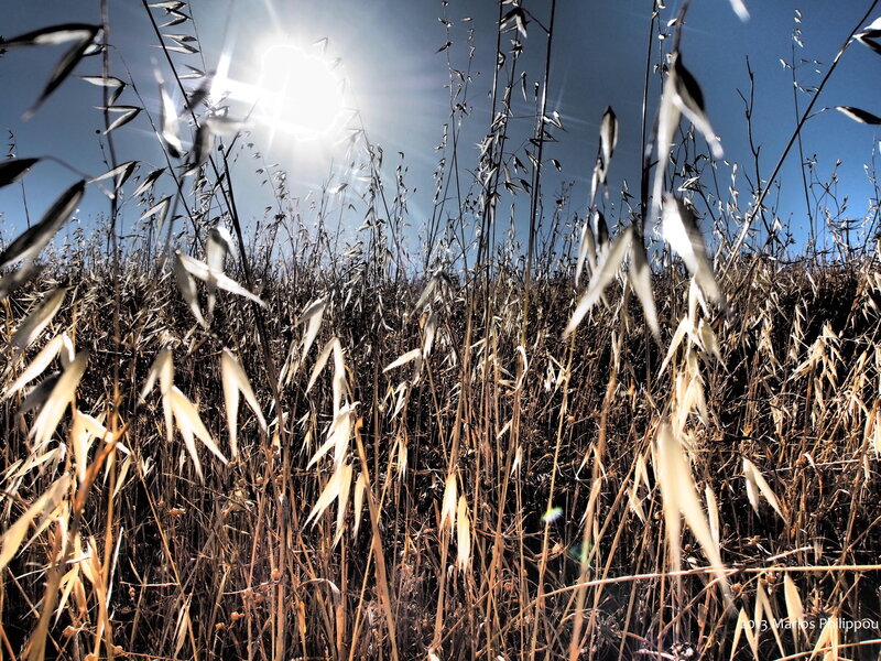 Dry Grass in Sunlight