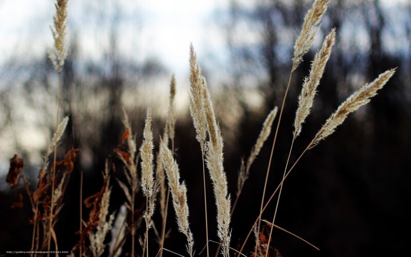 Dry grass in the wind