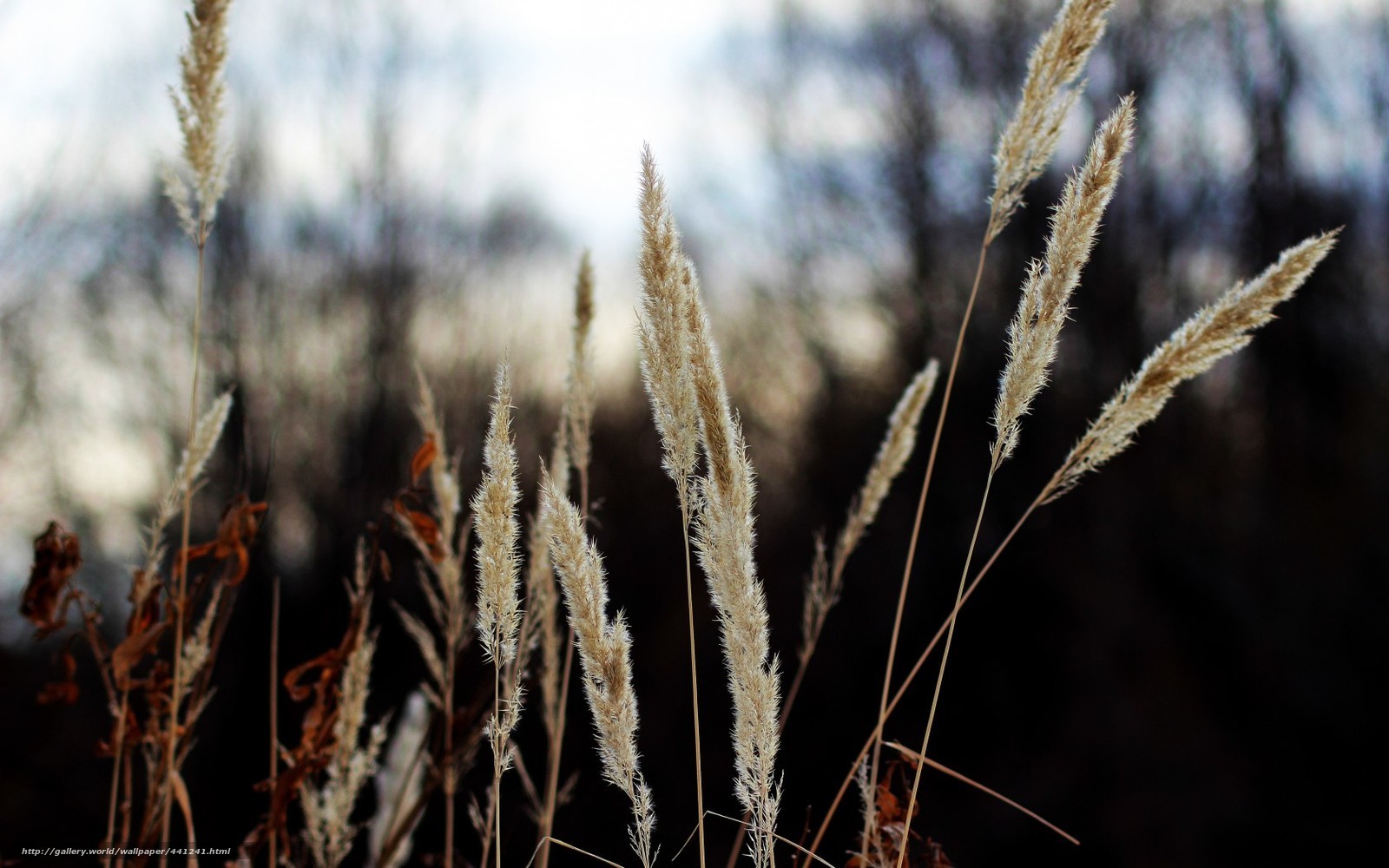 Dry grass in the wind