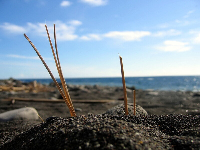 Dry grass on a black sand beach