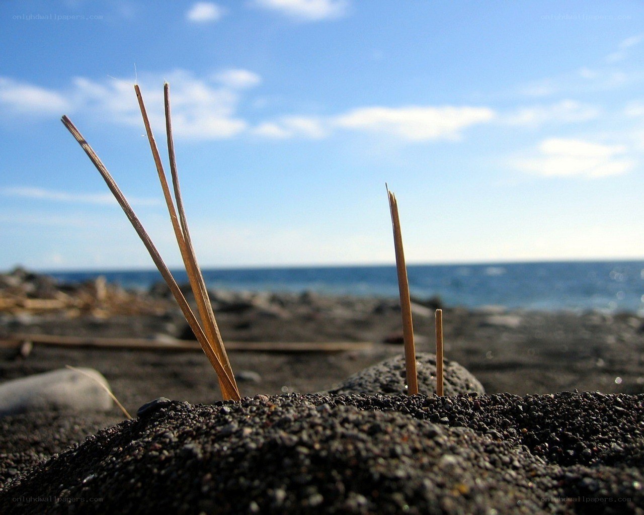 Dry grass on a black sand beach