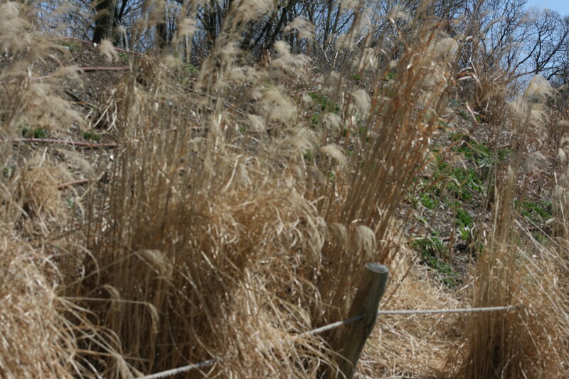 Dry grass on a hillside