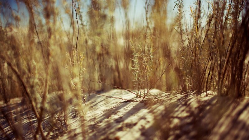 Dry Grass on Sand