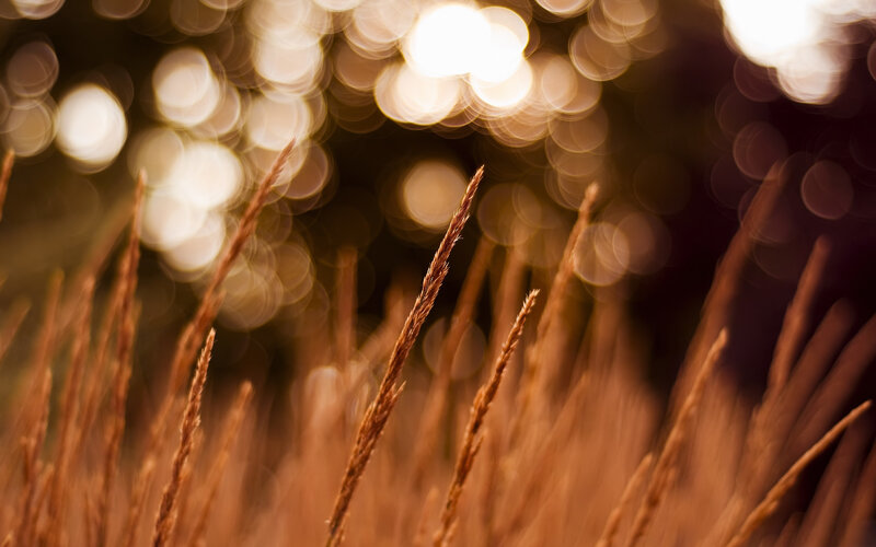 Dry Grass Stalks — Brown, Serene, Sunset