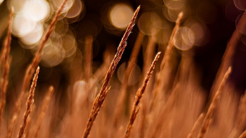 Dry Grass Stalks — Brown, Serene