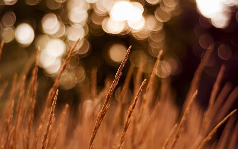 Dry Grass Stalks — Brown