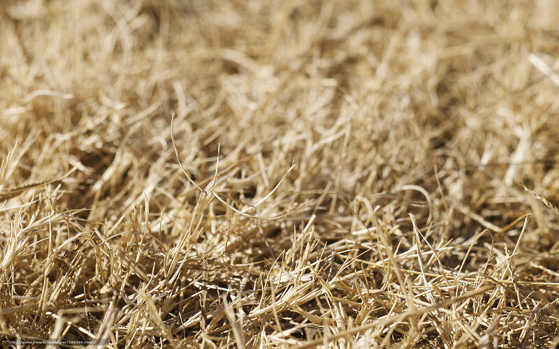 dry grass texture