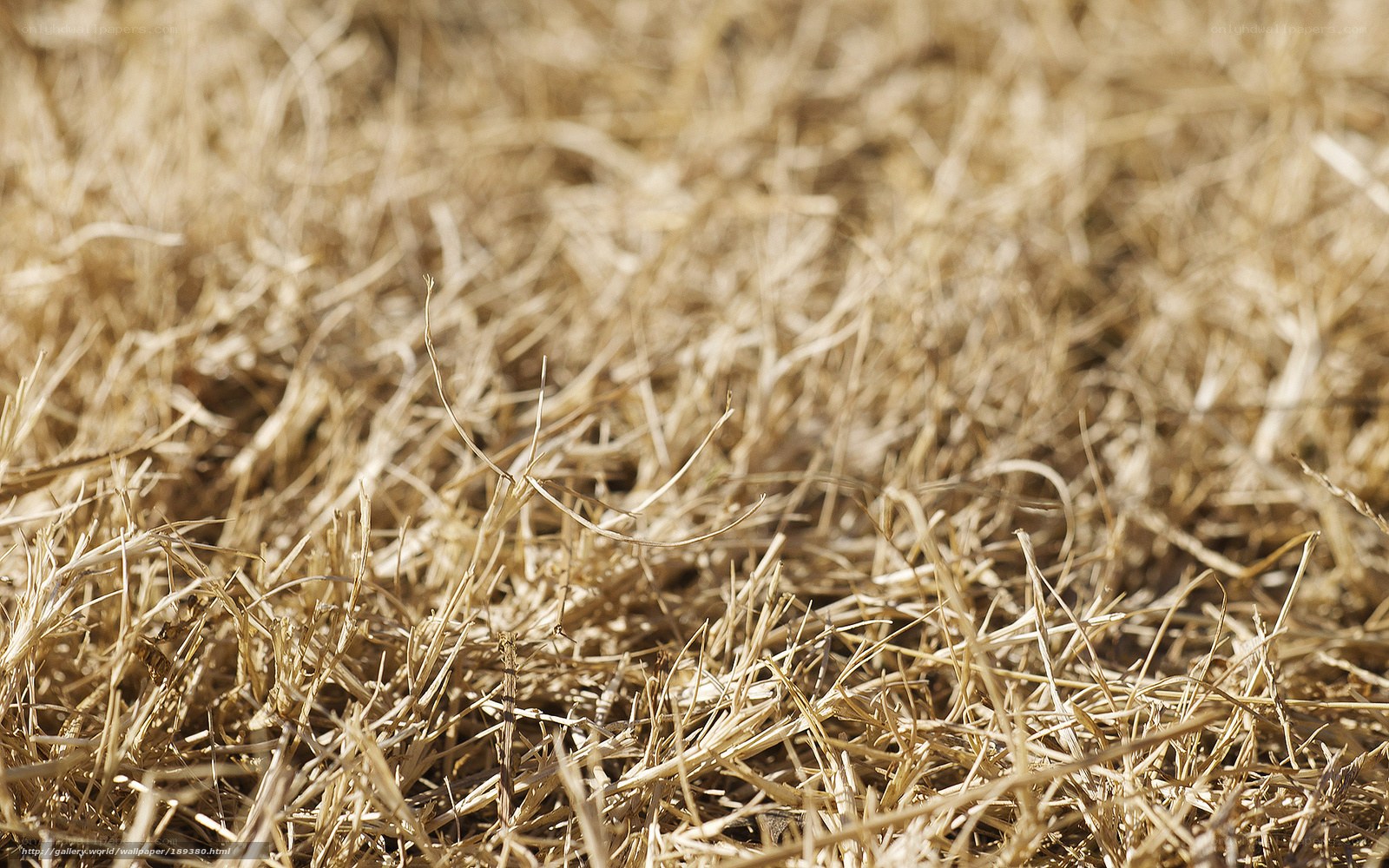 dry grass texture
