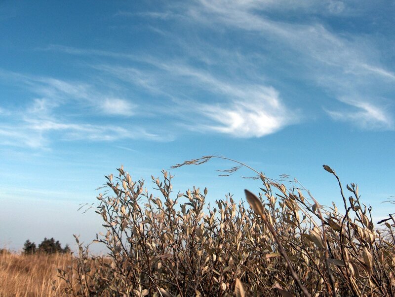 Dry grass under blue sky