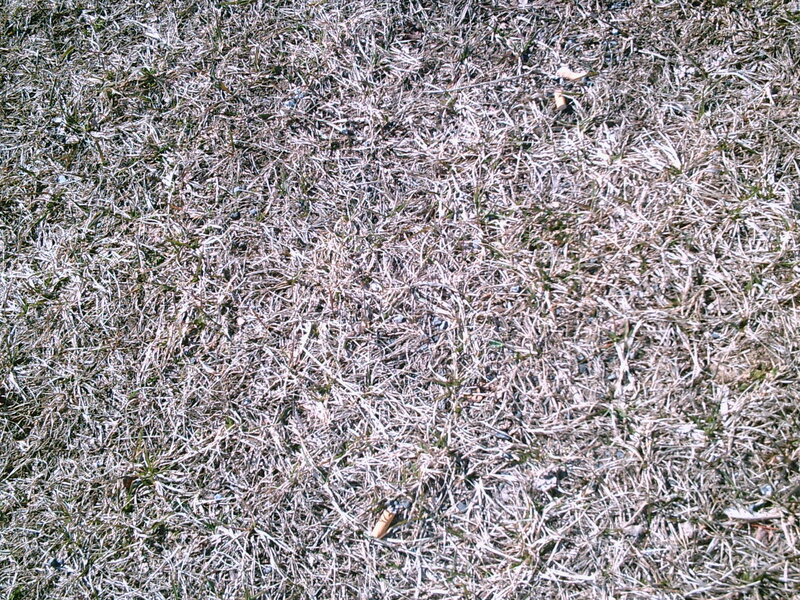 dry grass with cigarette butt