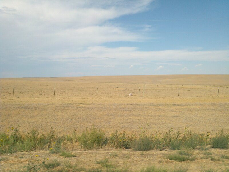 Dry Grassland Plain