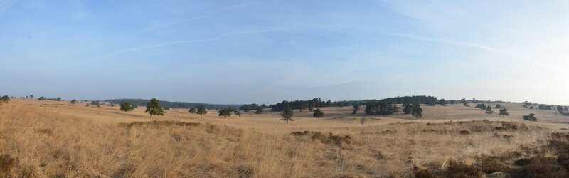 Dry Grassy Field