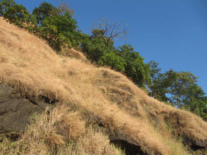 Dry Grassy Hillside