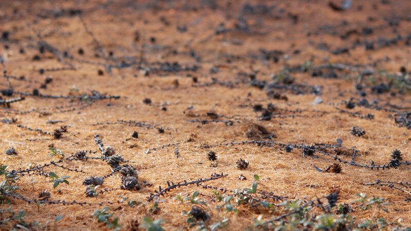 Dry ground with scattered pine cones