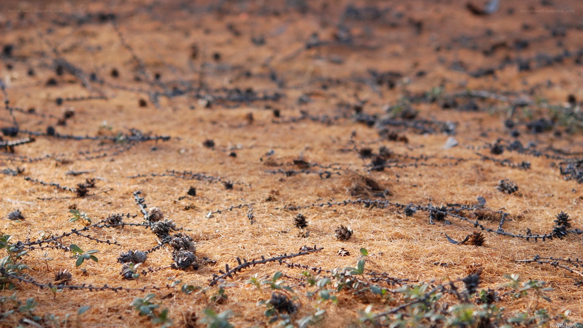 Dry ground with scattered pine cones