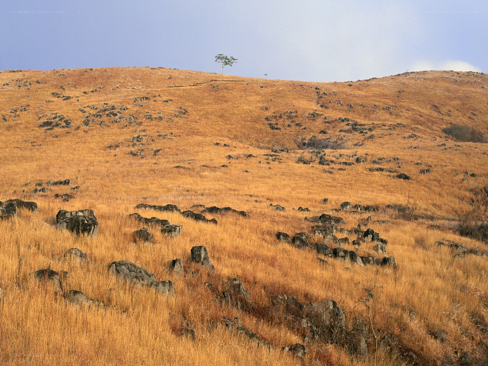 dry hill with solitary tree
