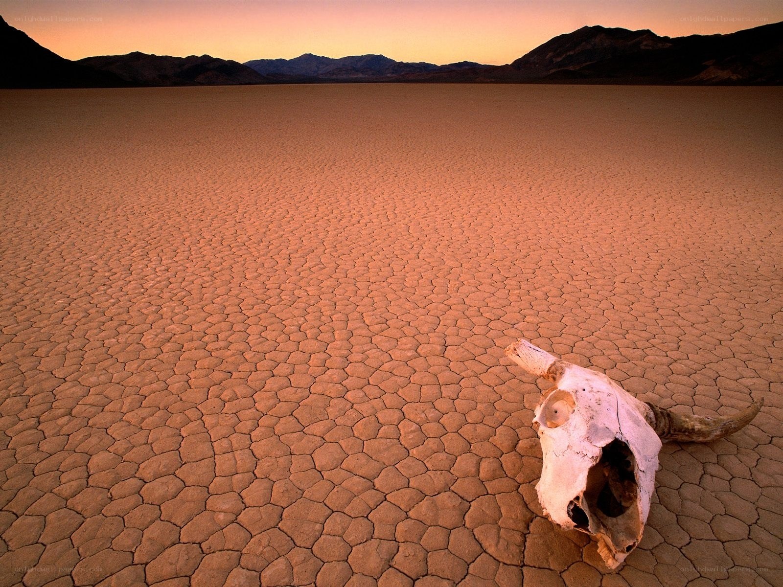 Dry lake with skull at sunset