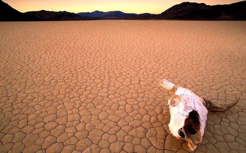 Dry lake with skull