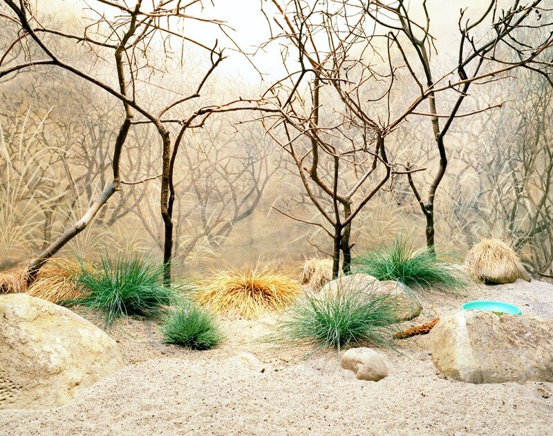 dry landscape with bare trees
