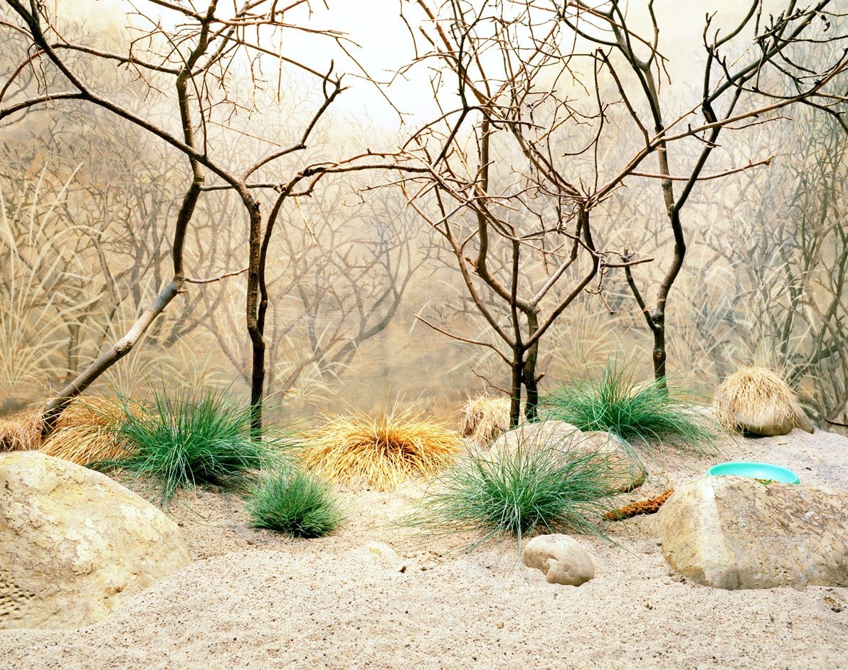 dry landscape with bare trees