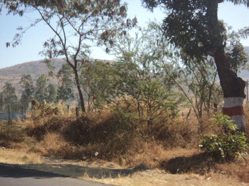 dry landscape with trees and hills