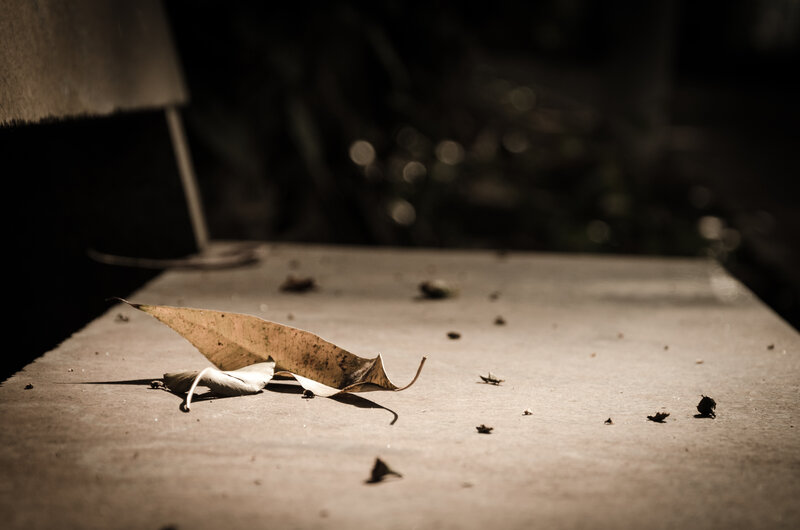 Dry Leaf on Concrete